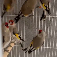 تعدادی سهره تازه قفس و ۲۰روز قفس