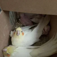 عروس هلندی مولد و مرغ عشق