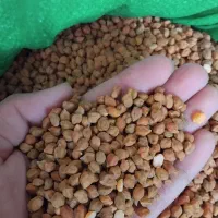 نخود زرد مخصوص لپه