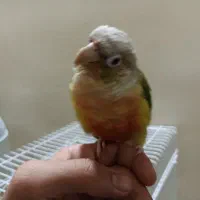 گرینچیک|پرنده|تربت‌حیدریه, منظر|دیوار