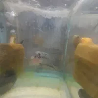 ماهی|ماهی|محمدشهر, جعفرآباد|دیوار