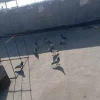 سبز و پولکی|پرنده|مشهد, شیرحصار|دیوار