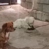 سگ پاپی نر وماده