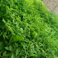 نهال گوجه درجه یک