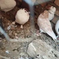 کفتر عالی|پرنده|هامون, |دیوار