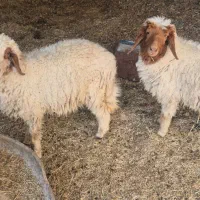 گوسفند یا بره