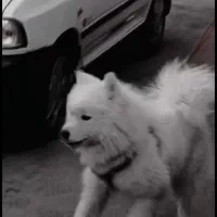 سگ گمشده