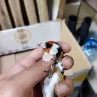 سهره عشقبازی|پرنده|خوی, |دیوار