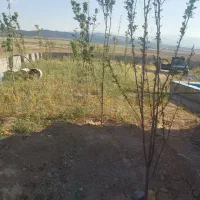 سلام زمین ۶۰۰متر