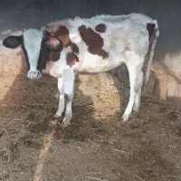 گوساله ماده دورگ