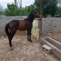 پارس آباد|اسب و تجهیزات اسب‌سواری|پارس‌آباد, |دیوار