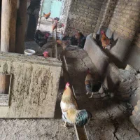 ۱۰۰ عدد خروس محلی سیاه|حیوانات مزرعه|الوند, |دیوار