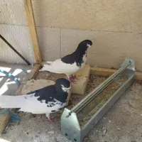 کفتر شهری و طوقی|پرنده|شیراز, کوی طلاب|دیوار