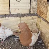 جفت سر زرد ضمانتی|پرنده|رفسنجان, |دیوار