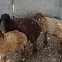 سه عدد بره