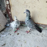 کبوتر بزک