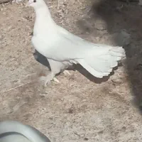 کفتر