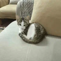 گربه