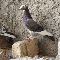 کفتر|پرنده|ایرانشهر, |دیوار