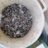 کود ، فضله کبوتر چای خشک|خدمات باغبانی و درختکاری|بروجرد, |دیوار