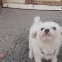 سگ پامر|سگ|سبزوار, طبرسی (جعفرآباد)|دیوار