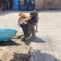 مرغروخروس زیرقیمت بازار