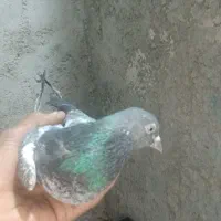 کبوتر ماده ۱ملیون