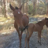 اسب|اسب و تجهیزات اسبسواری|بوشهر, |دیوار