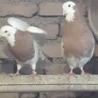 کفتر طوقی سیاه زرد