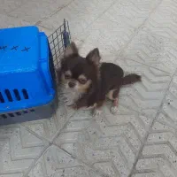 سگ باهوش معاوضه باگوشی