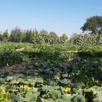 فروش باغ تاکستان قزوین ۸۳۲۰ متری|فروش زمین و ملک کلنگی|تهران, دریاچه شهدای خلیج فارس|دیوار