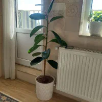 گلهای طبیعی و زیبا و شاداب|گل و گیاه طبیعی|سراب, |دیوار