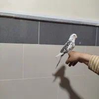 عروس هلندی البینو دوکت