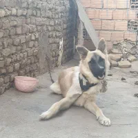 سگ گرگی ۷ ماه