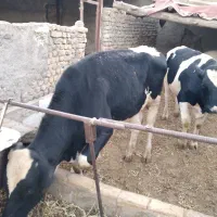 گوساله پرواری