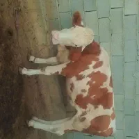 گوساله ماده|حیوانات مزرعه|سیمین شهر, |دیوار