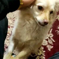 سگ پامر روباهی