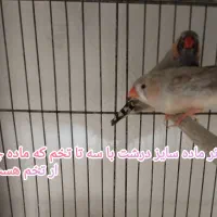 فنچ جامبون وپنکونی وکینگ ونرگسی|پرنده|رباط‌کریم, شترخوار|دیوار