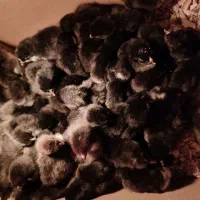 جوجه مرغ بلک استار ( بومی پلاس )