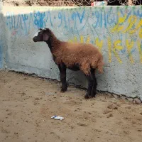 برماده افشاری