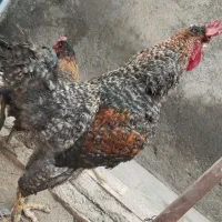 خروس|حیوانات مزرعه|زیرکوه, |دیوار