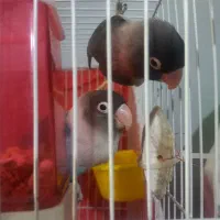 جفت ماسکت کارداده