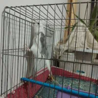 عروس هلندی