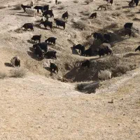 ۱۱۵راس بز داشتی|حیوانات مزرعه|مسجد سلیمان, |دیوار
