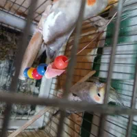 عروس هلندی جفت مولد سخن گو|پرنده|نظرآباد, نظرآباد|دیوار