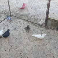 جوجه نر ماده|پرنده|رفسنجان, |دیوار