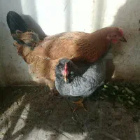 دوعدد مرغ تخم کن