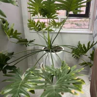 گیاه برگ انجیری