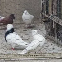 کبوتر|پرنده|تهران, امیریه|دیوار