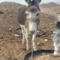 فروش یک الاغ نر اخته